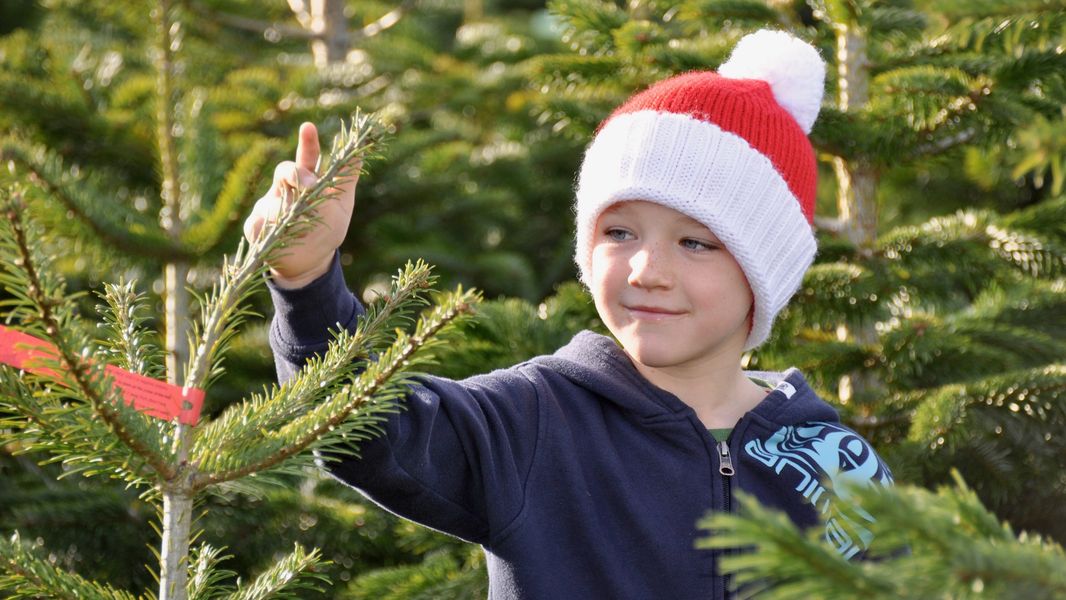 Where to buy Christmas Trees in Surrey 2024