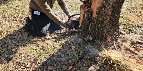 #stumpremoval#Ravenel#ladson#summerville#Johnsisland#Hiltonhead
tree removal services.