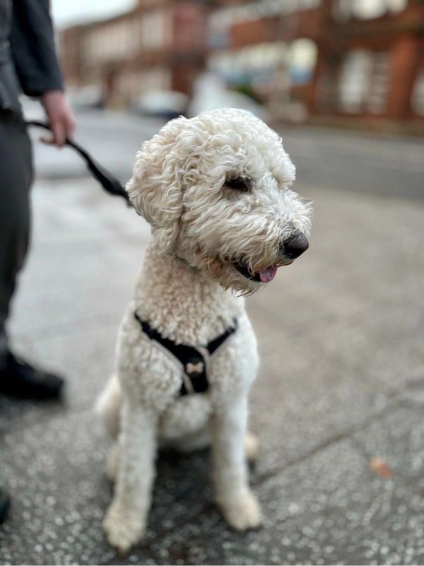 white dog sitting