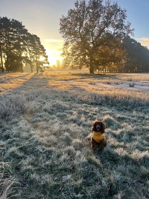 spaniel at sunset