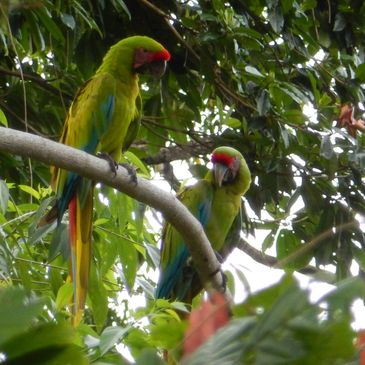 Macaws at pool