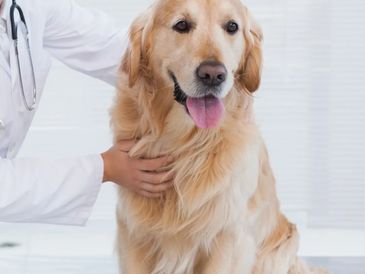 caring, compassionate care when providing euthanasia for pets 