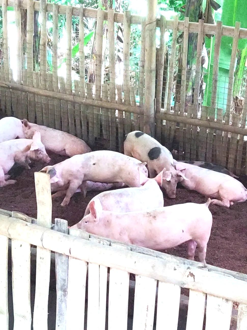 Bacolod - Philippines Hog Farms