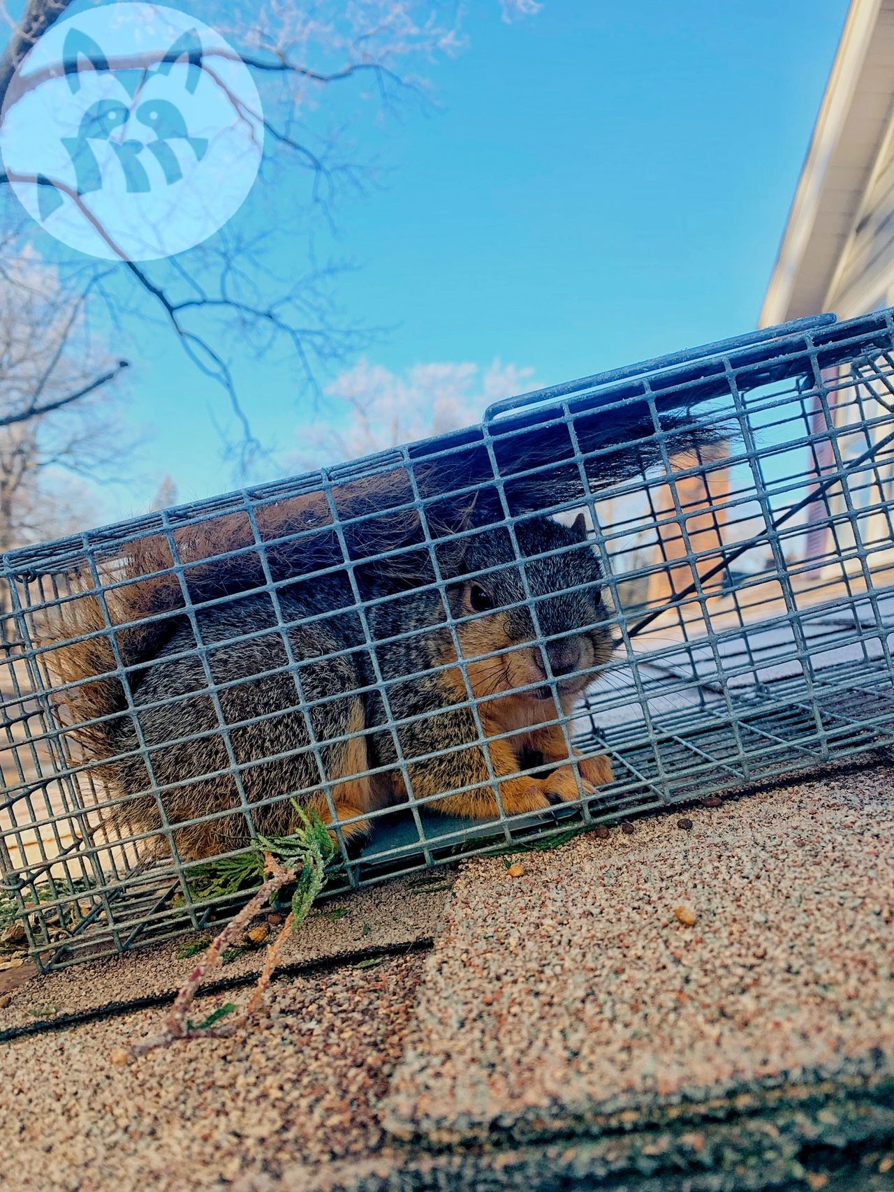 How to Get Squirrels Out of the Attic - Evictor