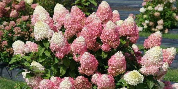 Panicle Hydrangea 'Pretty Things' White flower clusters turn shades of pink to rose to magenta.