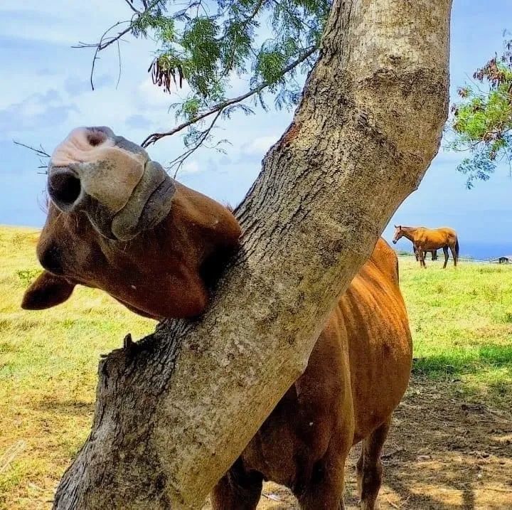 Creative ways to scratch that Itch of yours! Photo by GL Watson, Barbados