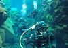Leading dives through Iceland's Silfra Fissure