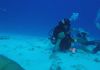 Bull Shark Scuba Diving in Playa Del Carmen, Mexico