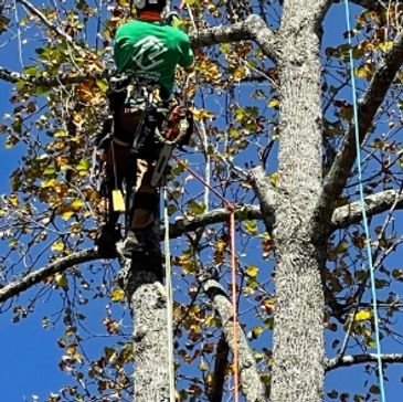 ECR Total Landscapes