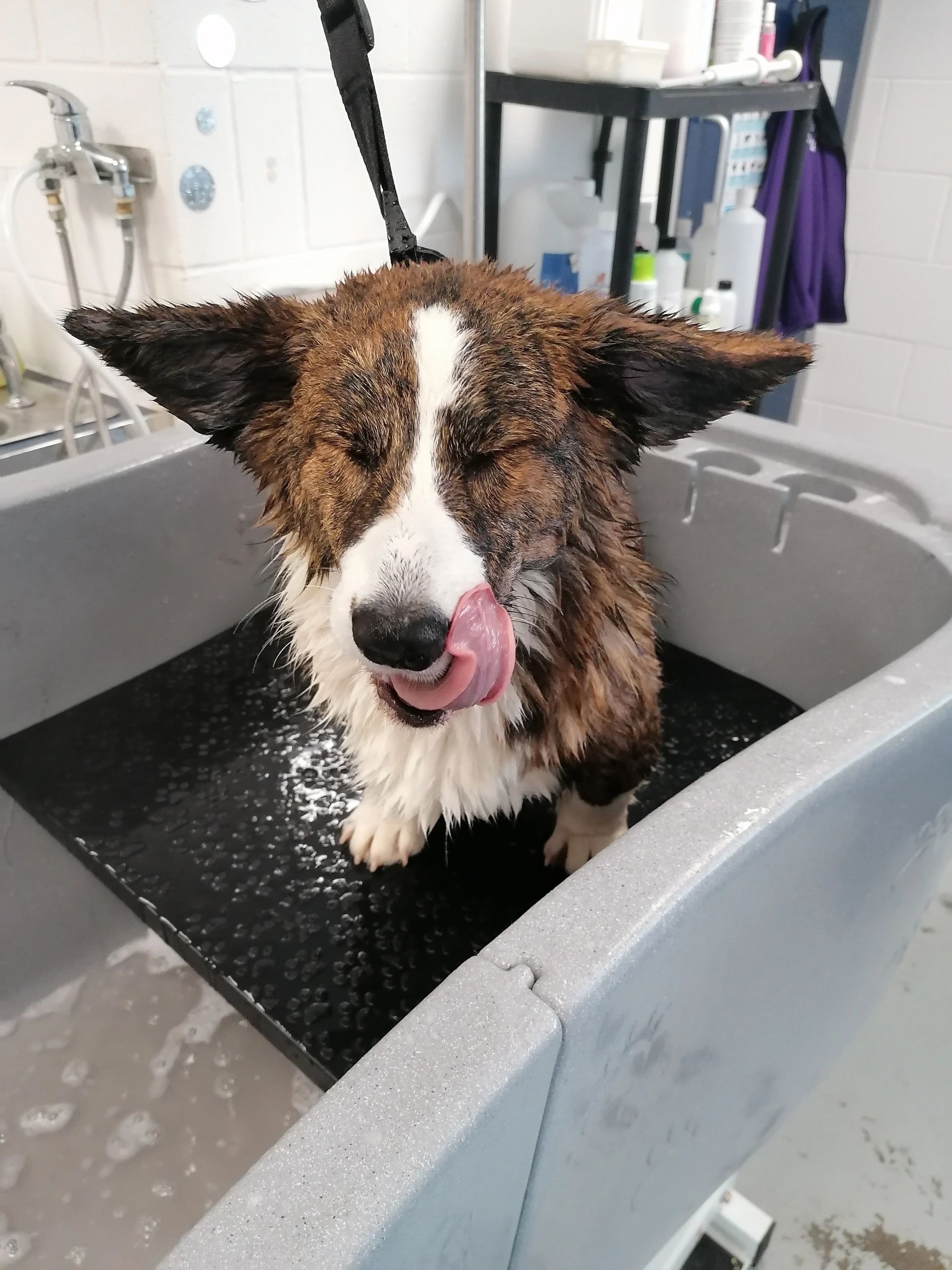 City pooch hotsell dog spa
