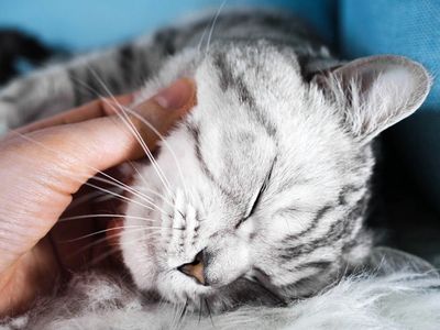 Cat Lovers Beware: Recognize the Signs of These Common Cat Illnesses -  Humane Society of Tampa Bay