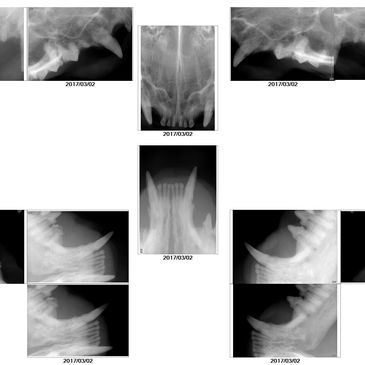 Digital Dental Radiology