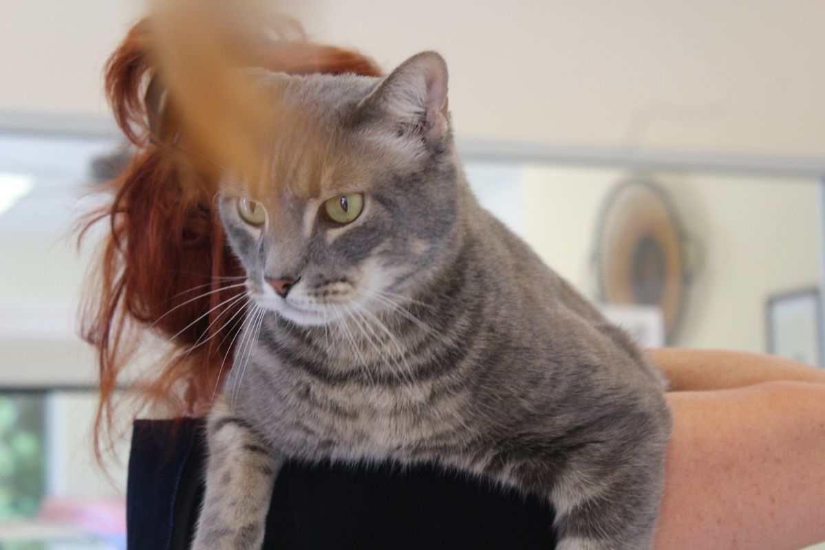 Mobile Cat Vet In Saint Petersburg The Cat Hospital Of Tampa Bay