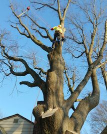 Tree removal Tree pruneing crane removal  tree trimming storm damage Brush removal tree asement. 