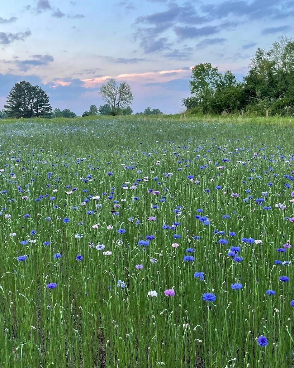 Bachelor Button field