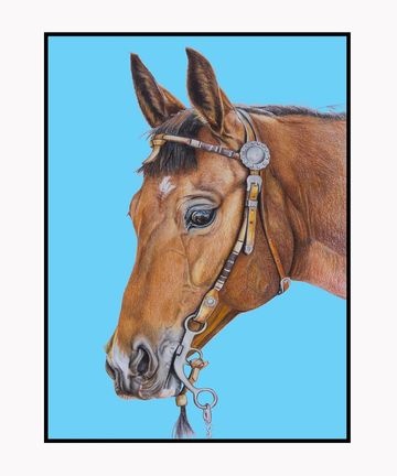 Quarter Horse portrait drawing, color pencils