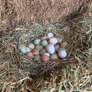 Totally free range eggs