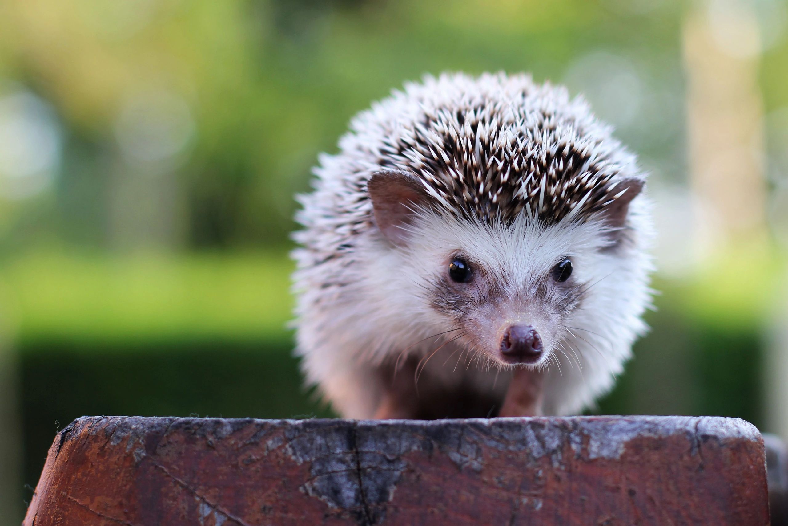 The Hedgehog Principle