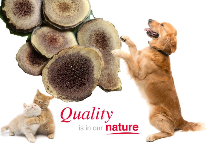 A dog and two kittens near dried herbs with the text 'Quality is in our nature'.