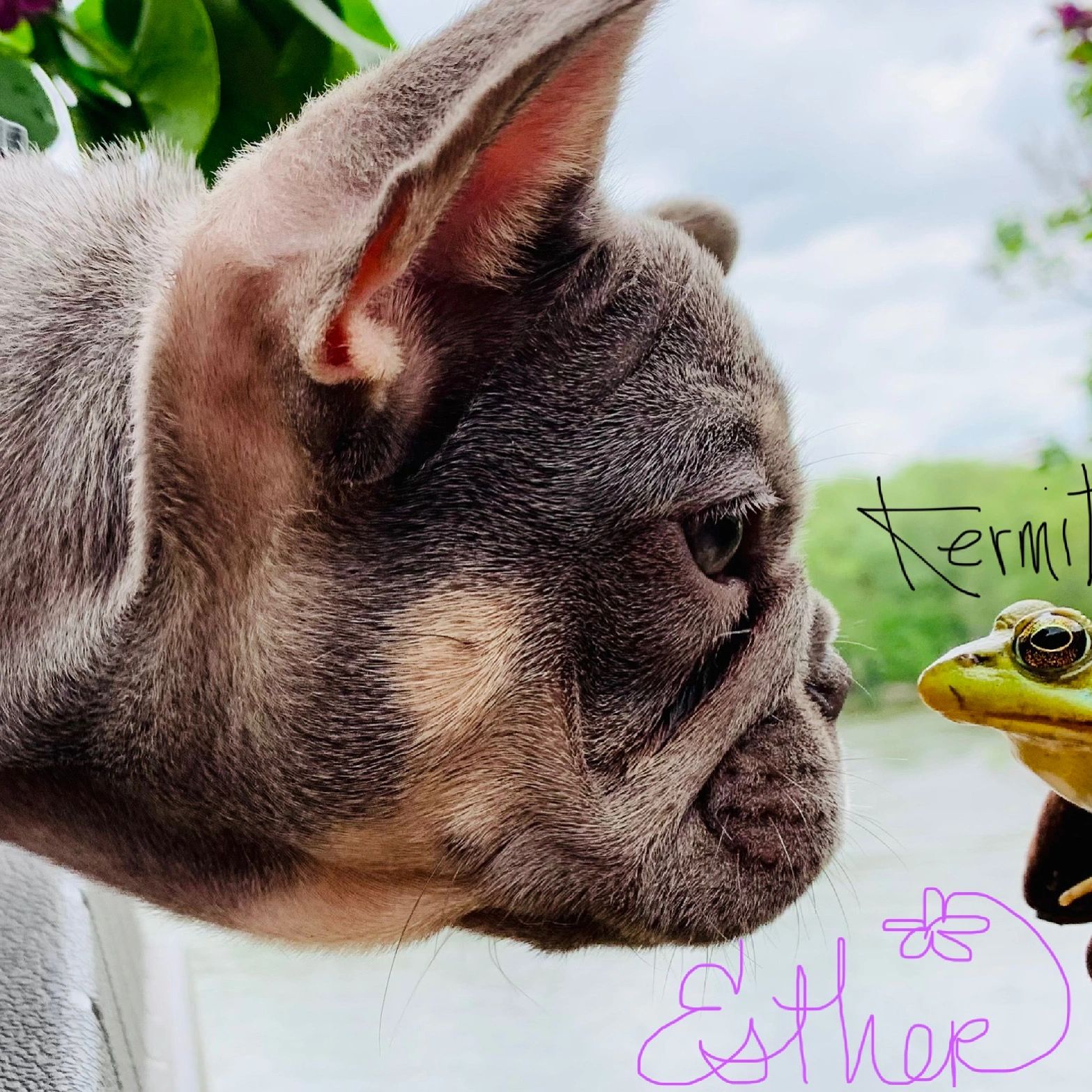 Frenchie and froggie