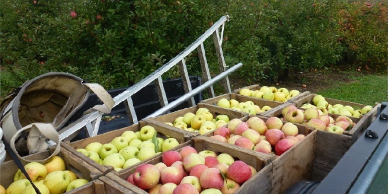 Ship a Bushel of Organic Apples