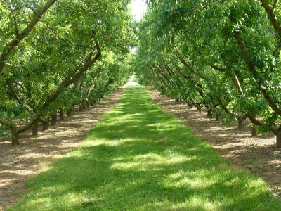 High density 'Y' peach planting at Rellim