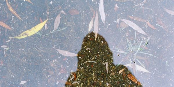 silhouette of Cory Harper-Latkovich reflected in a puddle filled with leaves.
