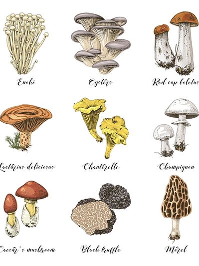 A chart of different mushrooms
