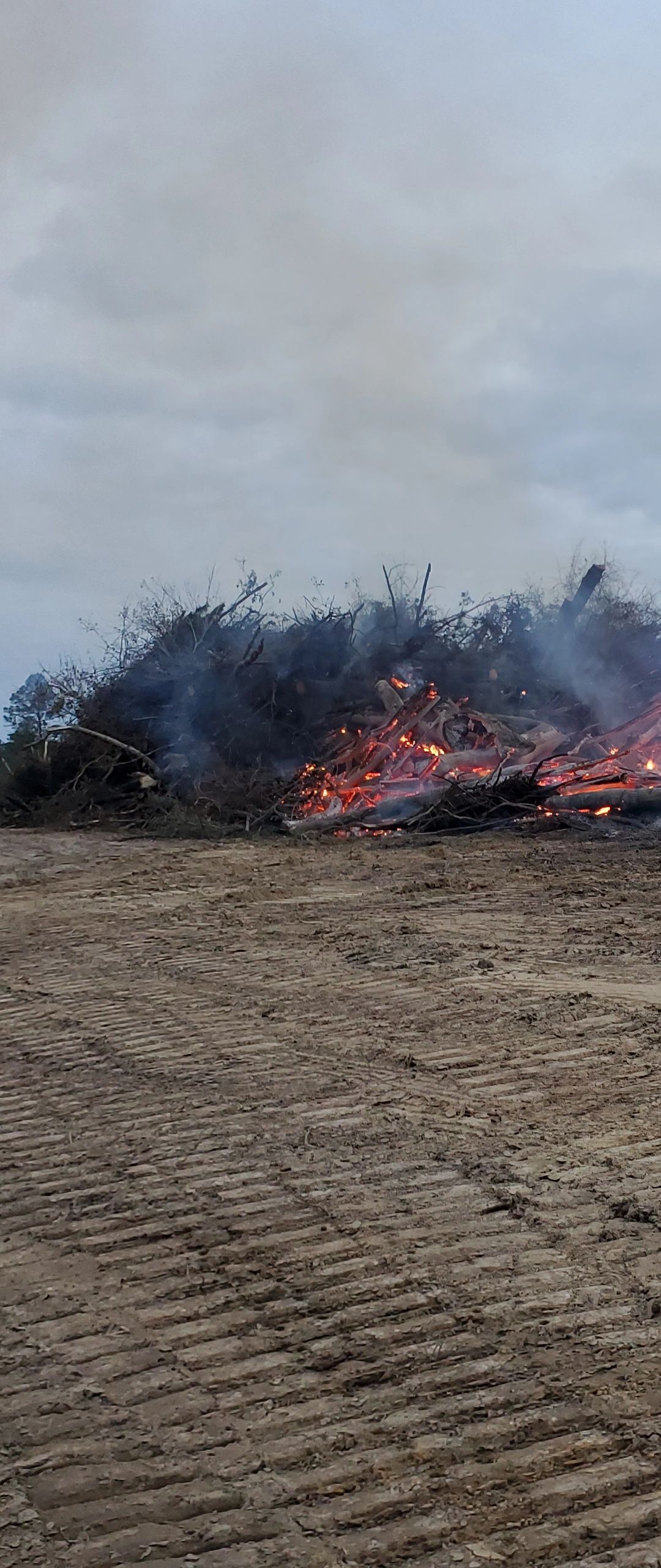 Clearing brush 