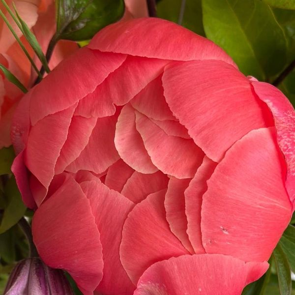 Close-up of a vibrant pink peony flower with lush green leaves.