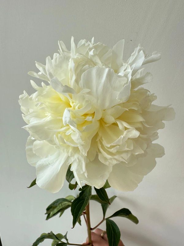 A large, delicate white peony flower against a plain background.