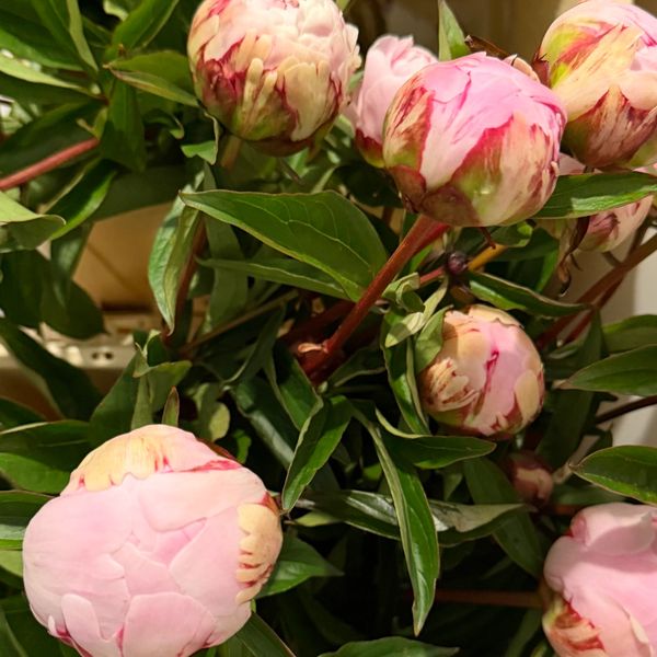 Close-up of pink and white peony buds surrounded by green leaves.