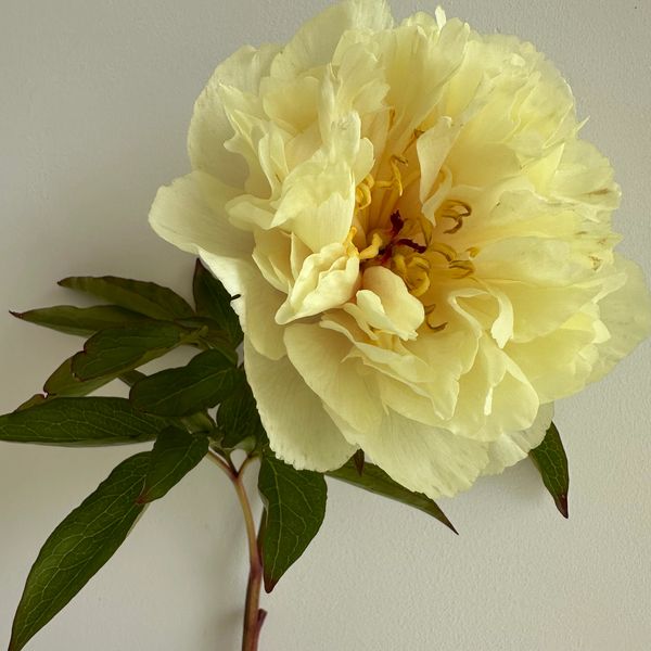 A large pale yellow peony flower with green leaves against a plain background.