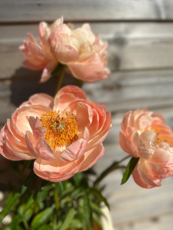 Soft peach-colored flowers with bright yellow centers in sunlight.