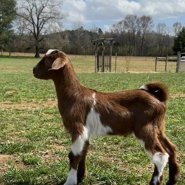 New Zealand Goat for sale