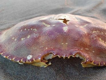 Crab shell on the beach in Seaside, Oregon