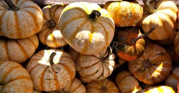 Orange, Yellow and white stripped pumpkins in the sun