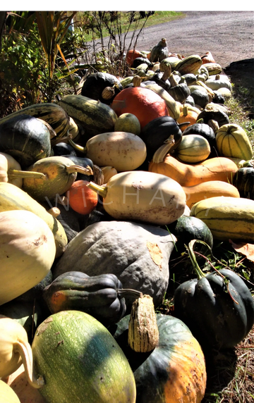 A brightly colored harvest of squash and gourds