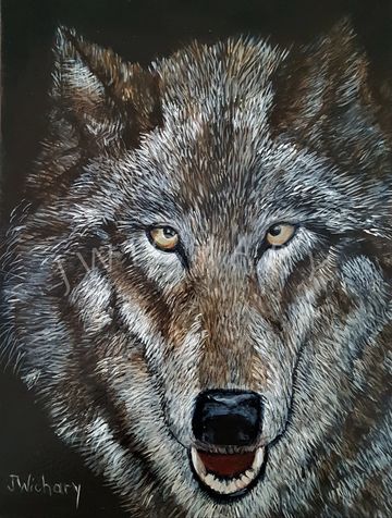Wolf with yellow eyes and a shining black nose stares
