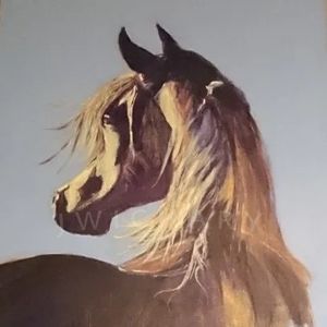 Arabian horse "Windtalker" with his face toward the sun