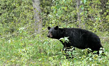 Black Bear walks and listens in the forest