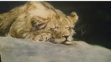 a Young lion cub rests in the spring sunshine
