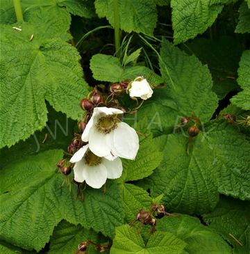 A gorgeous white flower and buds against brilliant green foliage