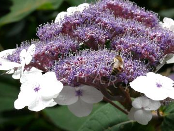 A busy honey bee gathers pollen from purple and white flowers