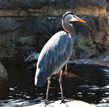 A blue heron stands tall at a pond, fishing