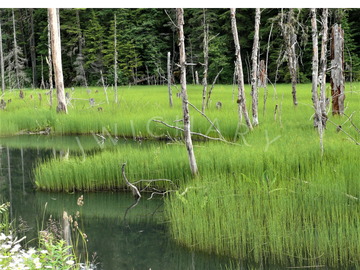 Bright hues of green grass showcase the Moose swamp