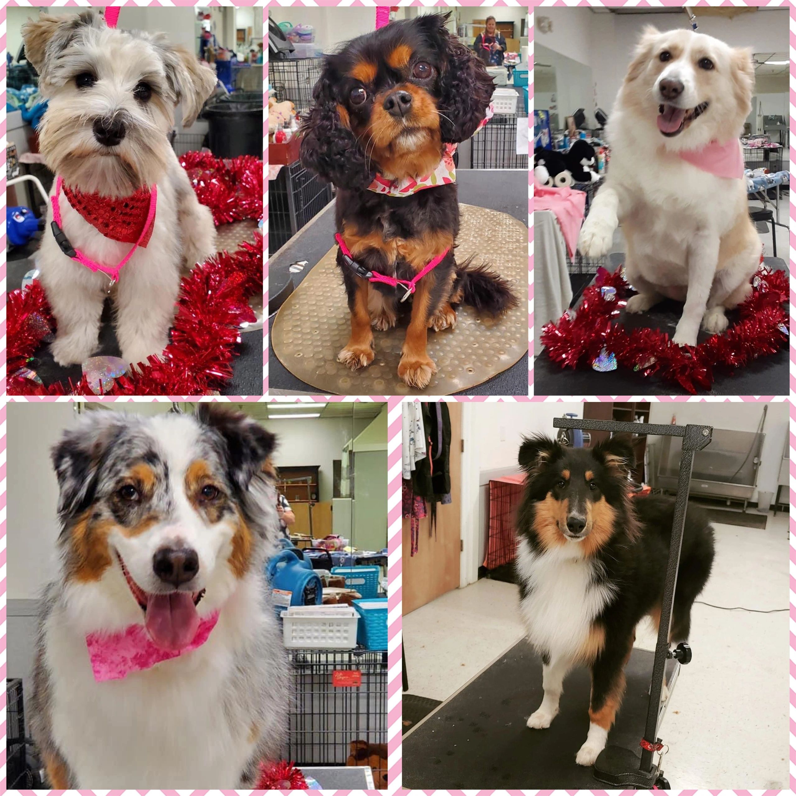 Four Paws Grooming, LLC Pet Grooming, Grooming