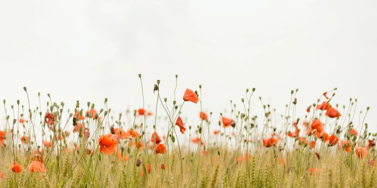 Un campo de amapolas