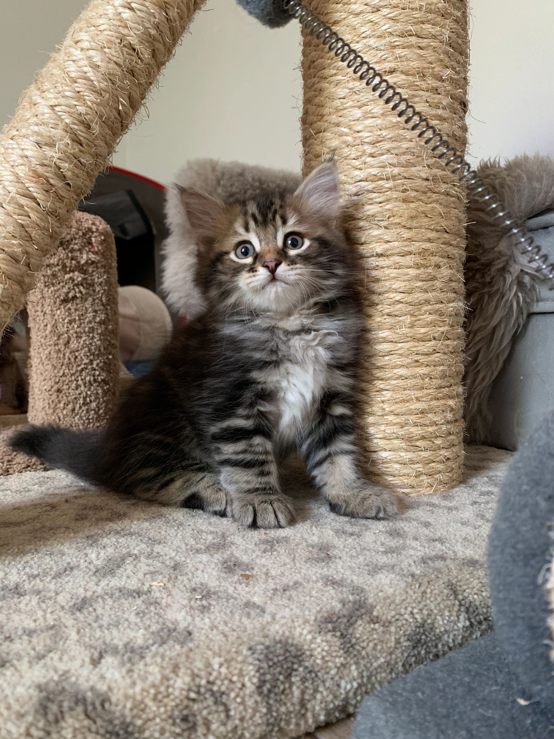 Previous Litters | Nicholas-Siberians Florida