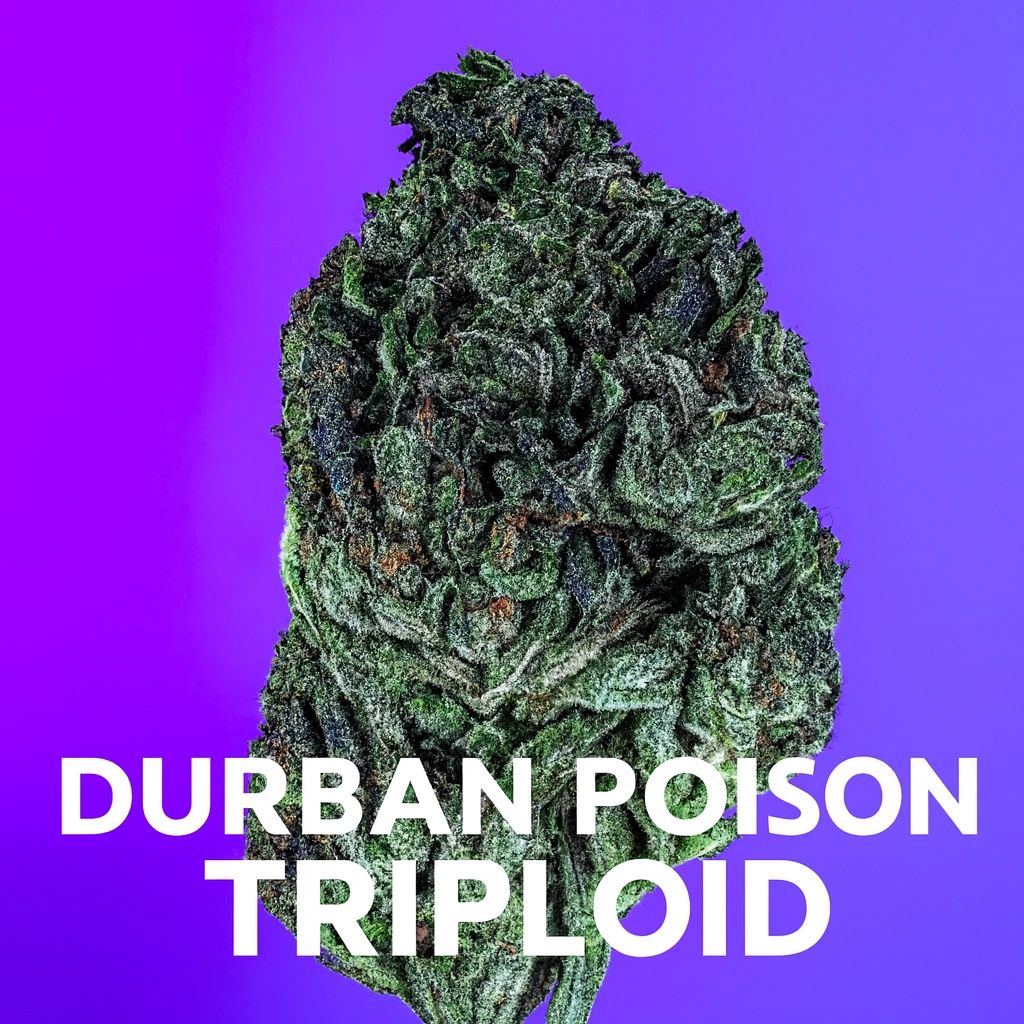 Durban Poison 3n-s1